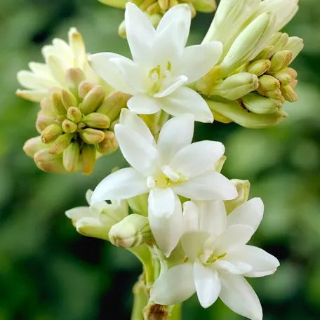 GARDENIA TUBEROSE