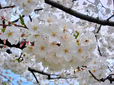 JAPANESE CHERRY BLOSSOM