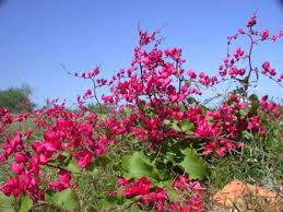 BAJA CACTUS BLOSSOM