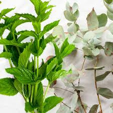 EUCALYPTUS SPEARMINT